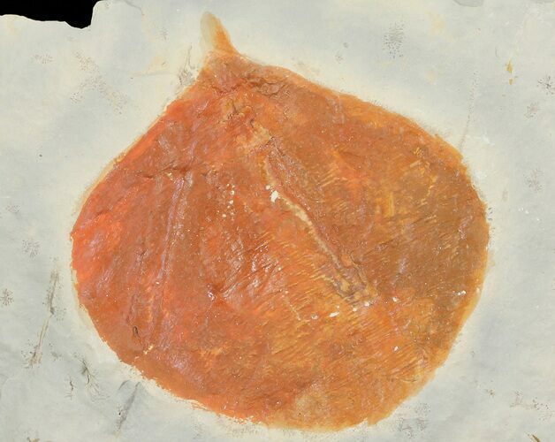 Detailed Fossil Leaf (Zizyphoides) - Montana #68292